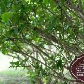 青丝染窗的头像