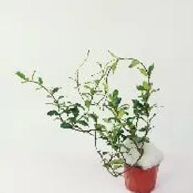 花葬画沙的头像