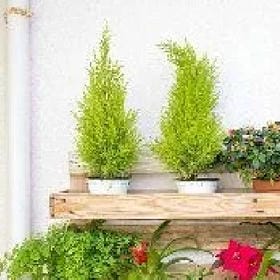 师太啵一个的头像