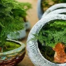 粉蝶翩翩飞的头像