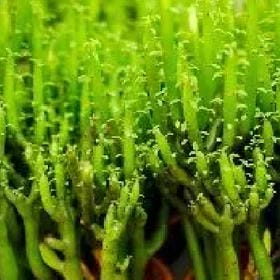 黑色郁金香的头像