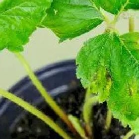 墨染青衣颜的头像