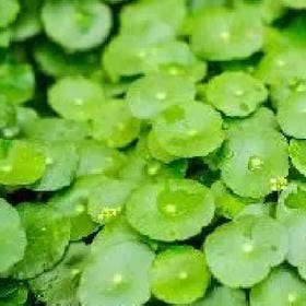 谁予琴乱的头像