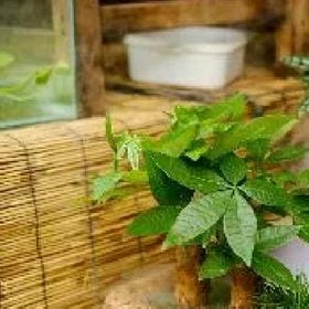 井惠珍的头像