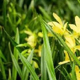 larissa的头像