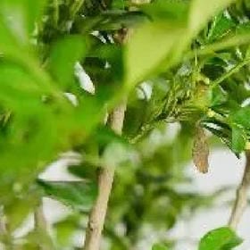 戴茜元的头像