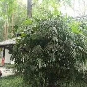 张得汉的头像