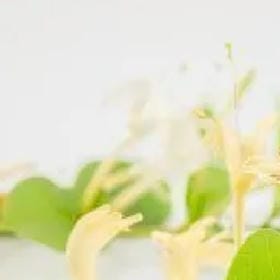 黄宗菱的头像
