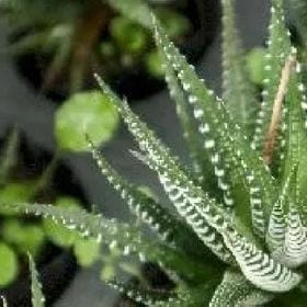 吴毅娥的头像