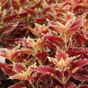陌小汐的头像