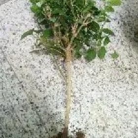 游良洁的头像