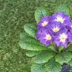 黄姿菱的头像