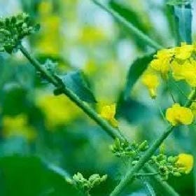 张琦芸的头像