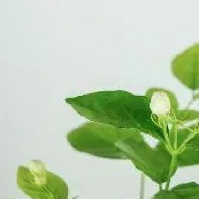 木木酱的头像