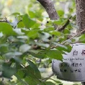 黄智儒的头像