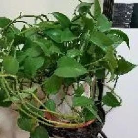 陪他闹的头像